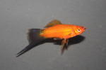 Zwaarddrager Waiktail